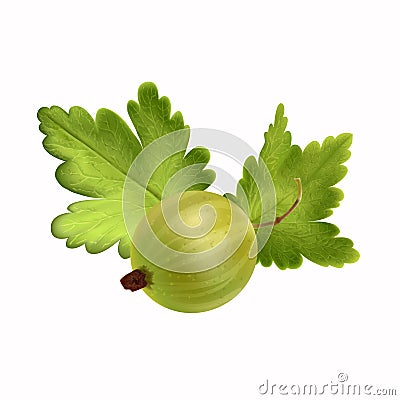 Realistic gooseberry on white background isolated vector illustration. Vector illustration. Vector Illustration