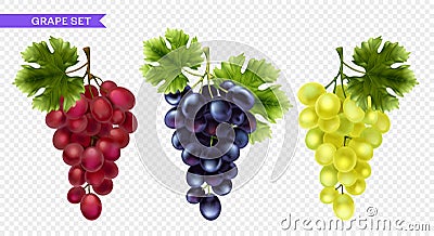 Realistic Grape Transparent Set Vector Illustration