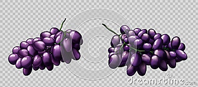 Realistic grapes bunches ripe purple berries set Vector Illustration