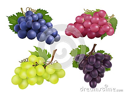 Realistic grapes. Vector set of various grape variety Vector Illustration