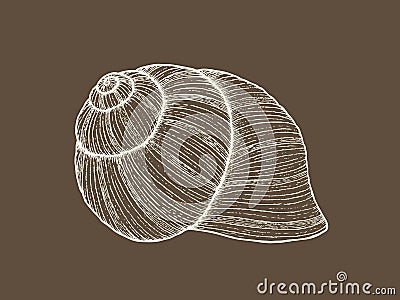 Realistic hand drawn grapevine snail shell vector Vector Illustration