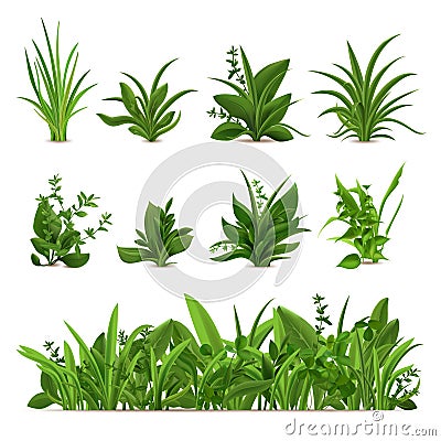 Realistic grass bushes. Green fresh plants, garden seasonal spring greens and herbs, botanical sprout vector isolated Vector Illustration