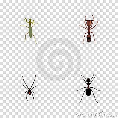 Realistic Grasshopper, Ant, Emmet And Other Vector Elements. Set Of Insect Realistic Symbols Also Includes Locust Vector Illustration