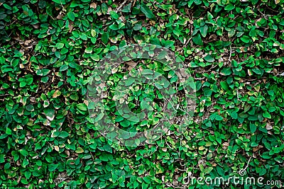 Realistic green background of leaves on the wall. An old wall shrouded in an evergreen plant in Asia. Stock Photo