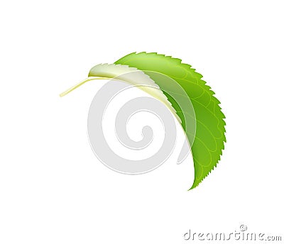 Realistic Green 3d Apple Leaf Isolated On White Background. Vector Vector Illustration