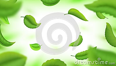 Realistic green falling leaves. Fresh flying blurred leaves isolated on white. Vector background with natural 3D tea Vector Illustration