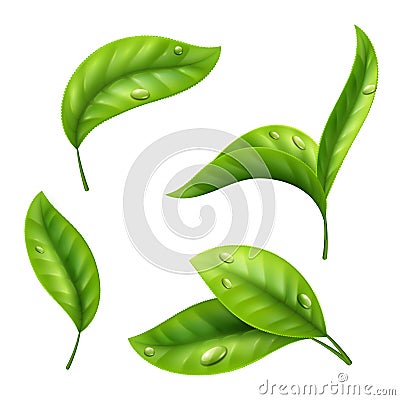 Realistic green tea leaves with drops isolated on white background Vector Illustration