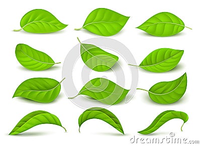 Realistic green tea leaves with water drops isolated on white vector set Vector Illustration