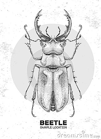 Realistic hand drawing stag beetle. Artistic Bug. Entomological illustration Vector Illustration