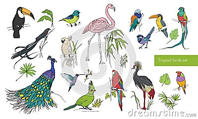 Realistic hand drawn colorful collection of beautiful exotic tropical birds with palm leaves. Flamingos, cockatoo Vector Illustration