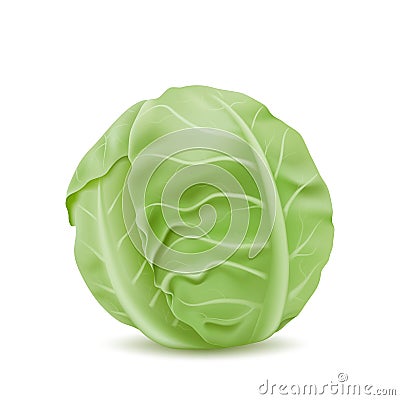 Realistic head of cabbage, vegetarian food Vector Illustration