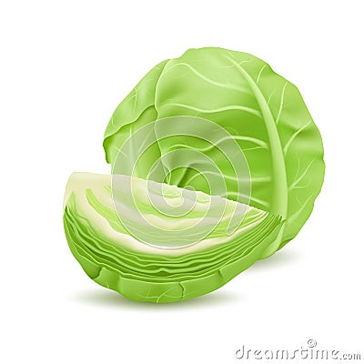 Realistic head of cabbage, vegetarian food Vector Illustration