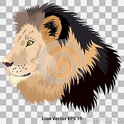 Realistic head of a lion in profile on a transparent background, close-up Vector Illustration