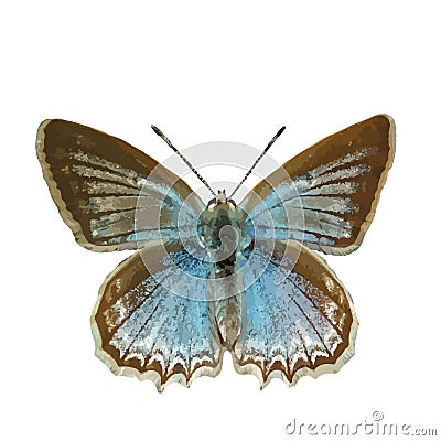 The vector illustration of Polyommatus daphnis, the Meleager`s blue butterfly isolated in white Vector Illustration