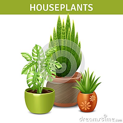 Realistic Houseplants Composition Vector Illustration