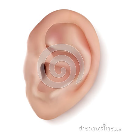 Realistic human ear isolated on white background. Beautiful 3d vector part of face with funnel, earlobe, helix, tragus Vector Illustration