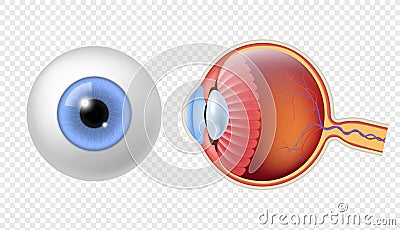 Realistic human eyeball. Eye retina structure, round iris texture, anatomy object close up front, and side view eyeballs Vector Illustration