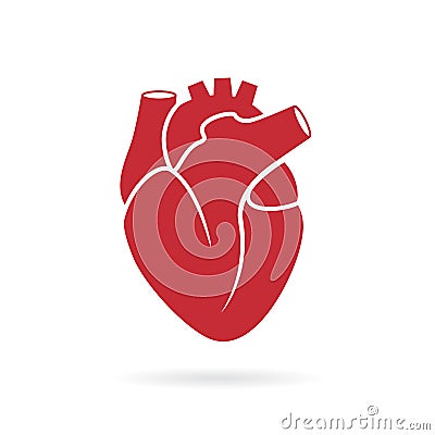 Realistic human heart vector icon Vector Illustration