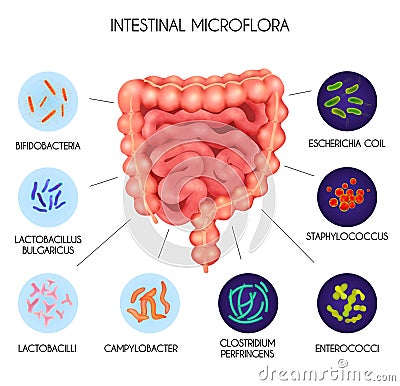 Realistic Human Internal Organs Intestinal Microflora Bacteria Infographic Vector Illustration