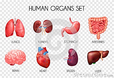 Realistic Human Internal Organs Transparent Icon Set Vector Illustration