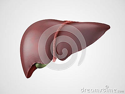 Realistic human liver illustration Stock Photo