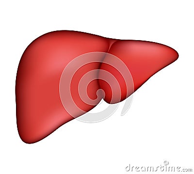 Realistic human liver. Vector medical illustration Vector Illustration