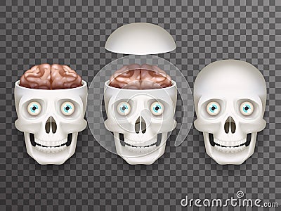Realistic human skull with eyes and brain isolated icons set 3d realistic mockup transparent background design vector Vector Illustration