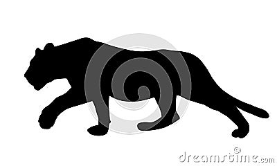 Realistic illustration of a feline, lion or panther, sneaking and hunting, vector Vector Illustration