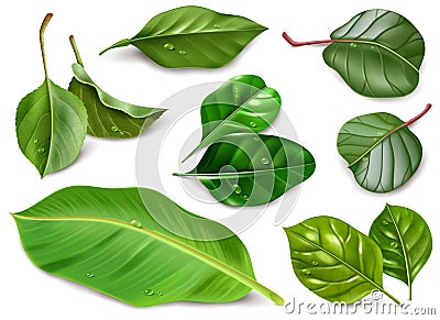 Realistic illustration of fruit leaves with water drops on white background Vector Illustration