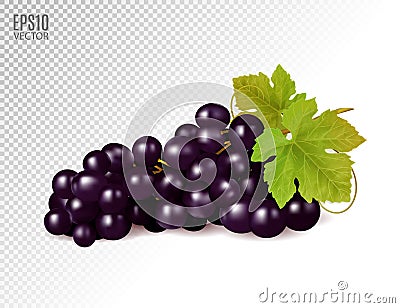Realistic illustration of an isolated bunch of black grapes with green leaves. Vector illustration Vector Illustration