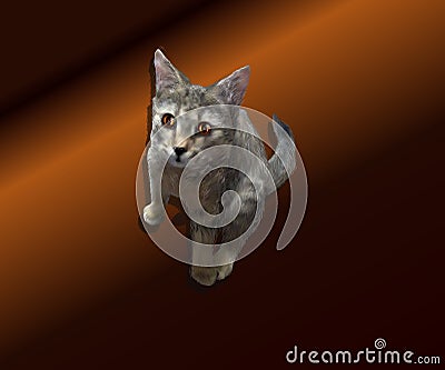 Realistic illustration of a kitten on a brown background Vector Illustration