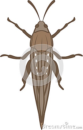 Locust or Grasshopper Vector Illustration