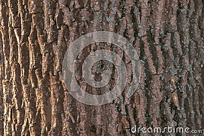 Realistic illustration of maple bark close up. Acer barrel texture. Background from living wood. Skin of the forest nature Vector Illustration