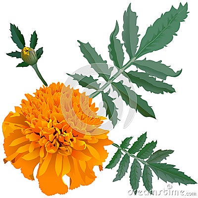 Realistic illustration of orange marigold flower (Tagetes) isolated on white background. One flower, bud and leaves. Vector Illustration