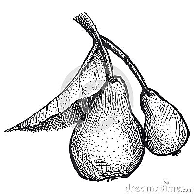 Realistic illustration of pears in vintage engraving technique. Vector Illustration