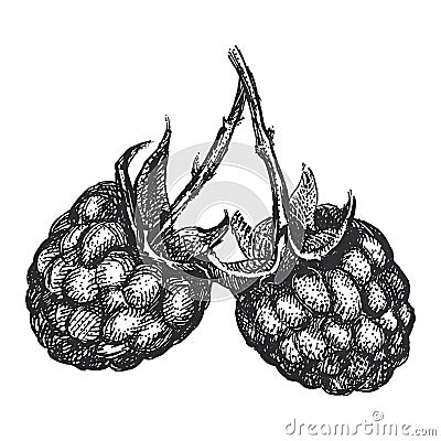 Realistic illustration of raspberry in vintage engraving technique Cartoon Illustration