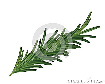 Realistic rosemary leaves - realistic rosemary branch Cartoon Illustration