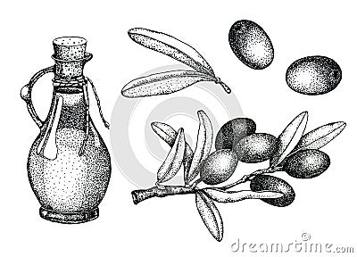 Realistic illustration set of black and green olives branch isolated on green background. Design for olive oil, natural cosmetics Cartoon Illustration