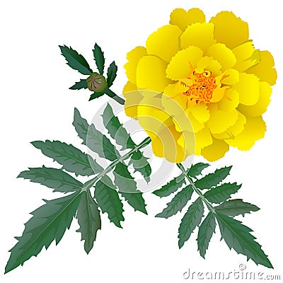 Realistic illustration of yellow marigold flower (Tagetes) isolated on white background Vector Illustration