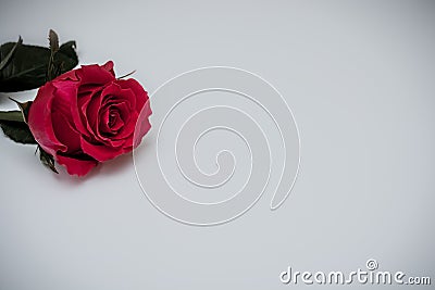 A realistic image of a single red rose on a plain gray and white background with vignetting. Copy space Stock Photo