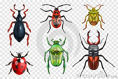 Realistic Insect Beetle Set Vector Illustration