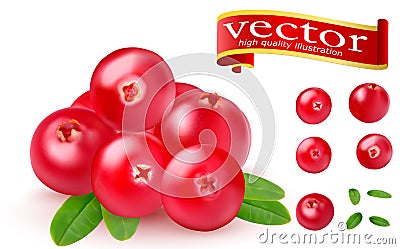 Realistic juicy ripe red berries of cranberries with green leaves on a white background. 3d realistic vector of high detail Vector Illustration