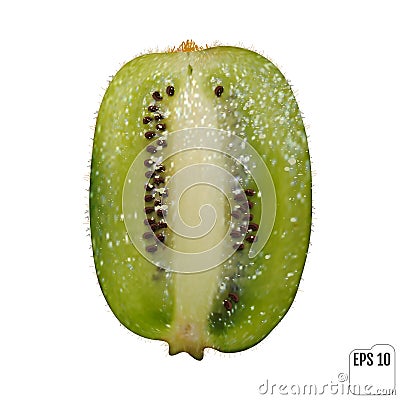 Realistic Kiwi fruit isolated on white background. Vector Illustration