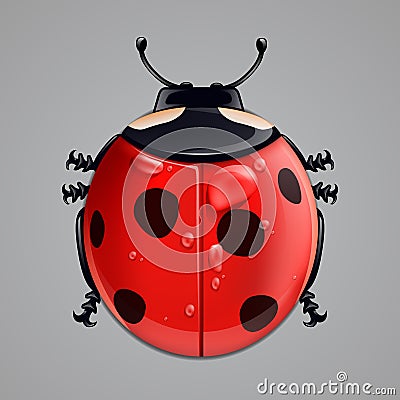 Realistic ladybug on white Vector Illustration