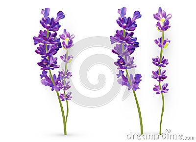 Realistic lavender isolated on white background. Beautiful violet flowers. Fragrant bunch lavender. Fresh cut flower. 3d Cartoon Illustration