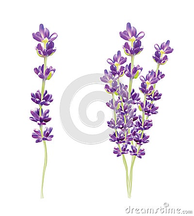 Realistic lavender isolated on white background. Beautiful violet flowers. Fragrant bunch lavender. Fresh cut flower. 3d Cartoon Illustration