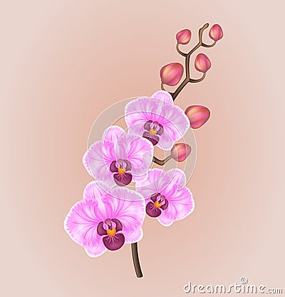 Realistic light purple vintage elegant orchid on a light background Vector Illustration