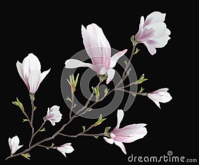 Realistic Magnolia flower isolated on black background. Magnolia branch - a symbol of spring, summer, feminine charm, femininity Vector Illustration