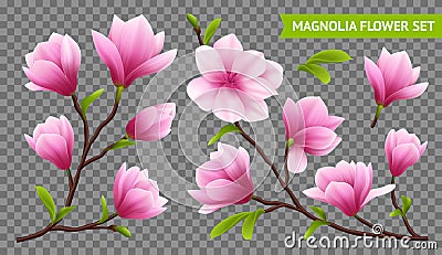 Realistic Magnolia Flower Transparent Icon Set Vector Illustration