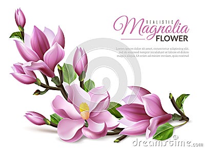 Realistic magnolia illustration. Realistic magnolia flowers branch on white background isolated elements easy to move Vector Illustration